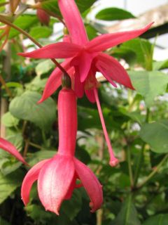 Fuchsia Otti 03